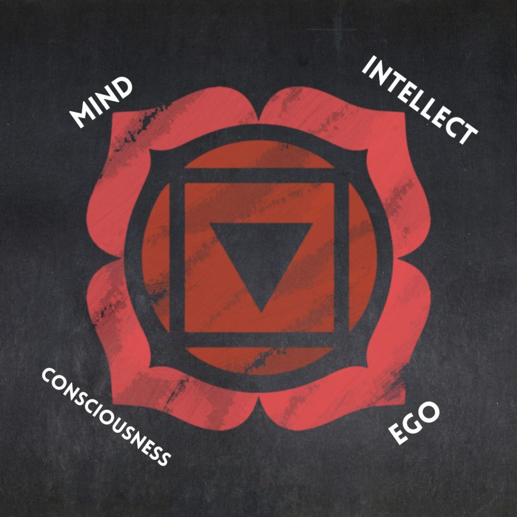Root Chakra the MULADHARA. meaning “root support”. You will often see the symbol for the root chakra being depicted as a four-petal lotus flower. Each petal has a meaning: Mind, Intellect, Consciousness and Ego, referring to the four main aspects of self.
